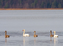 Cygnus olor