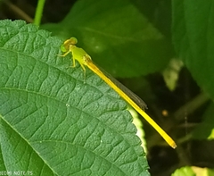 Ceriagrion coromandelianum