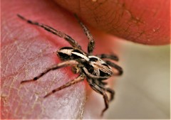 Artoriopsis expolita
