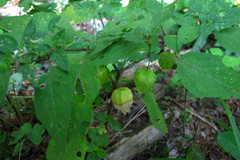 Physalis longifolia subglabrata