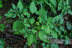 Physalis longifolia subglabrata