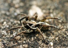 Artoriopsis expolita