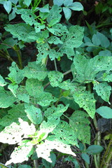 Physalis longifolia subglabrata