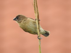 Scaly-Breasted Munia photo 4