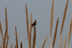 Emberiza lathami