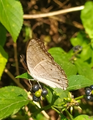 Junonia atlites