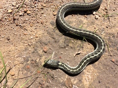 Thamnophis errans