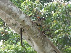 Arctogalidia trivirgata