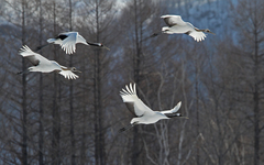 Grus japonensis