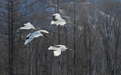 Grus japonensis