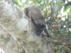 Arctogalidia trivirgata