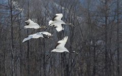 Grus japonensis