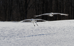 Grus japonensis