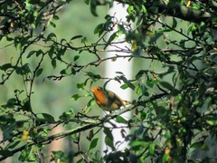 Erithacus rubecula