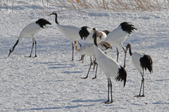 Grus japonensis