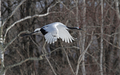 Grus japonensis