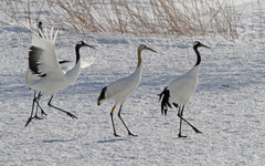 Grus japonensis