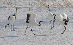 Grus japonensis
