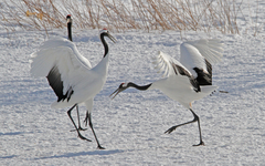 Grus japonensis