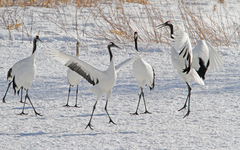 Grus japonensis