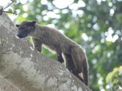 Arctogalidia trivirgata