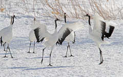 Grus japonensis