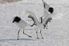 Grus japonensis