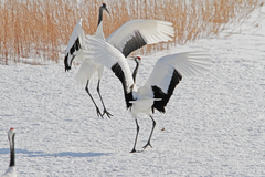 Grus japonensis