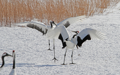Grus japonensis
