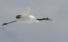 Grus japonensis