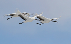 Grus japonensis
