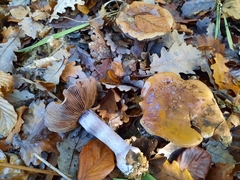 Thaxterogaster purpurascens