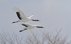 Grus japonensis