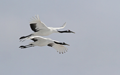 Grus japonensis