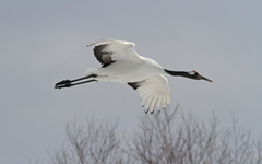 Grus japonensis