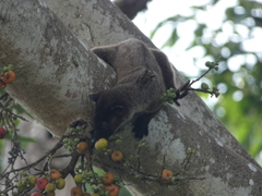 Arctogalidia trivirgata