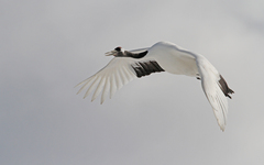 Grus japonensis