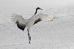 Grus japonensis