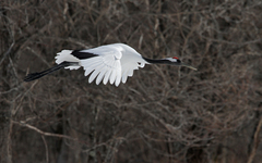 Grus japonensis