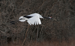 Grus japonensis