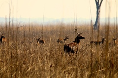 Rucervus duvaucelii duvaucelii