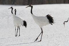Grus japonensis