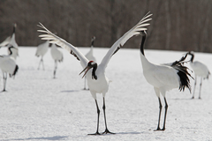 Grus japonensis