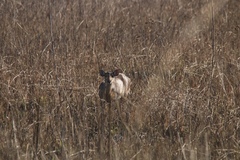 Axis porcinus