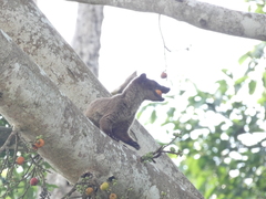 Arctogalidia trivirgata