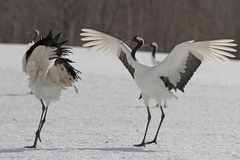 Grus japonensis