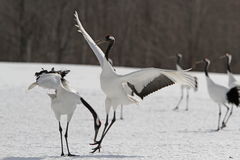 Grus japonensis