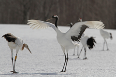 Grus japonensis