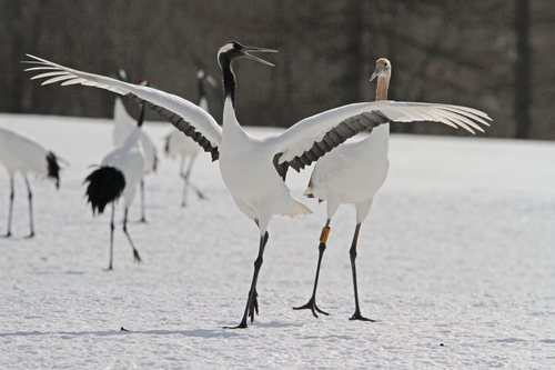 Red-crowned Crane