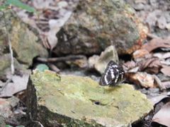 Limenitidini